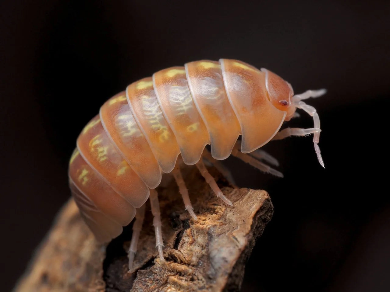 Armadillidium nasatum "Jelly Bean"