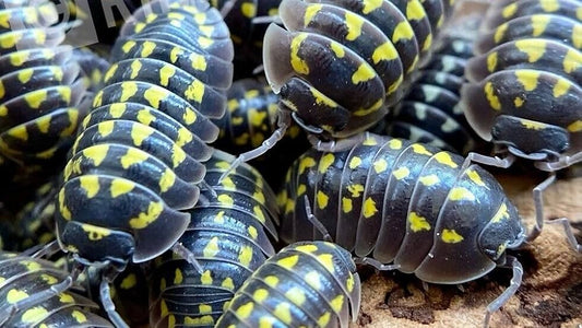 Armadillidium gestroi