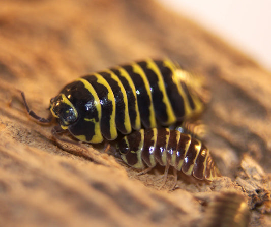 Armadillidium maculatum "Yellow"