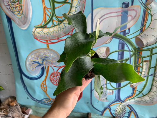 Staghorn Fern 4"