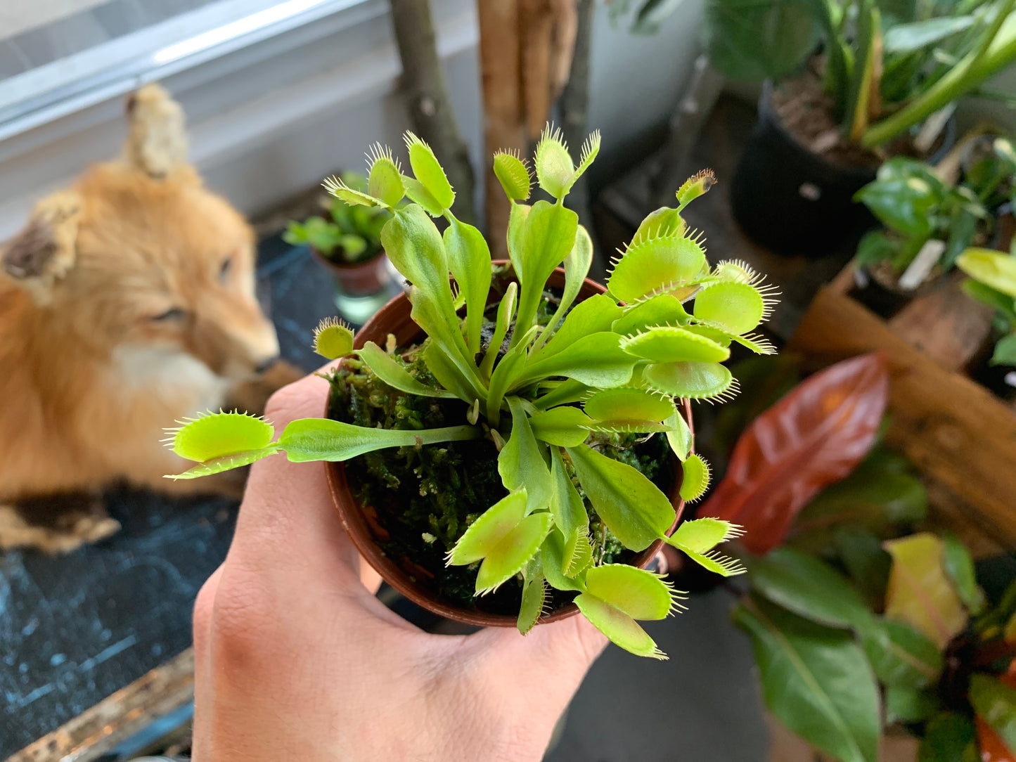 Venus Fly Trap