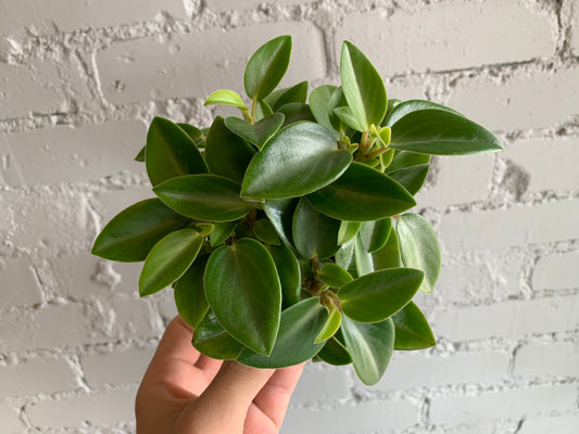 Peperomia 'Pixie' 3.5"