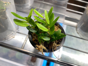 Ficus Sp. Panama