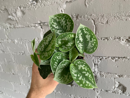 Scindapsus 'Green Satin' 4"