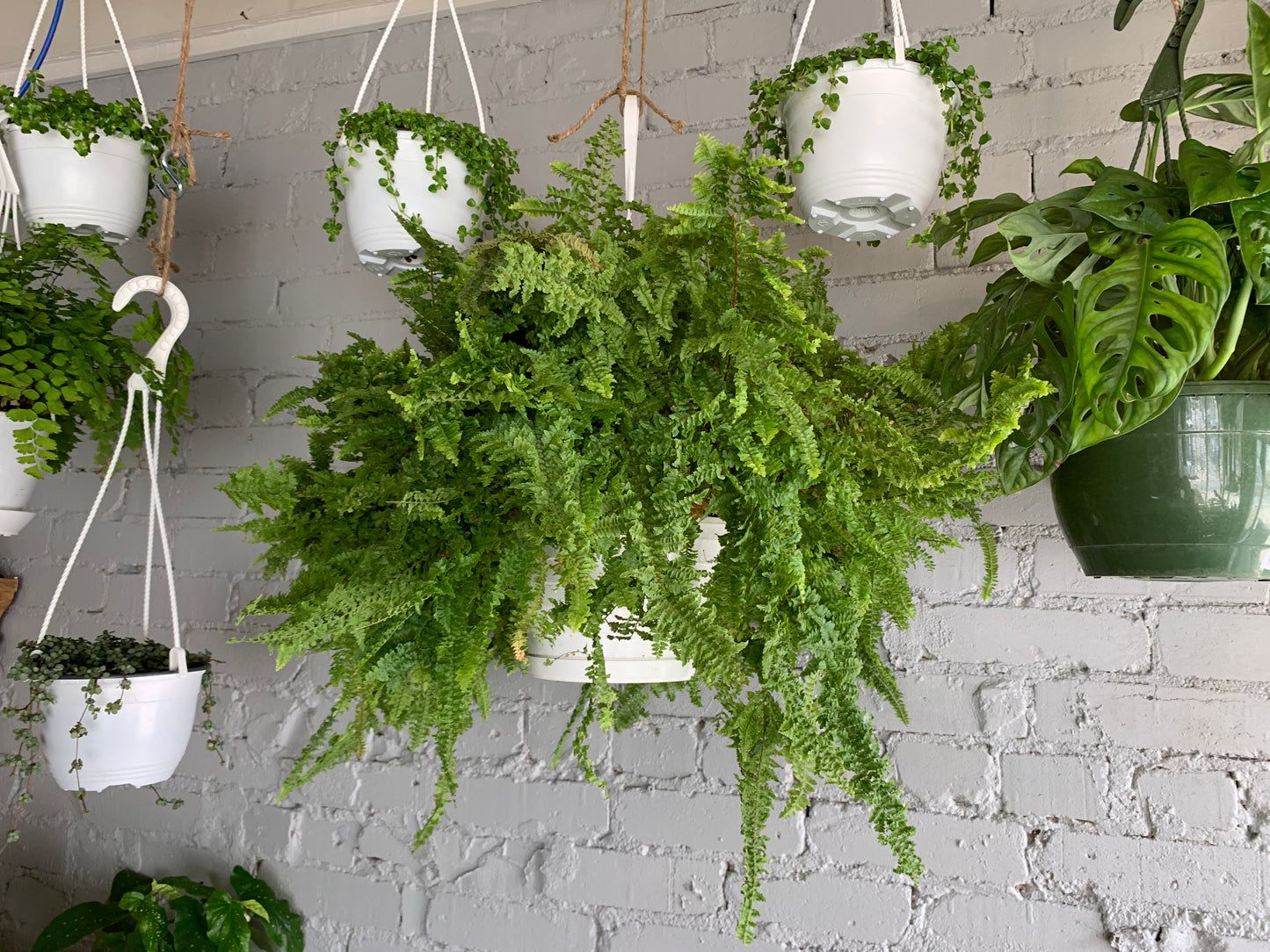 Fluffy Ruffle Fern Hanging Basket 8"