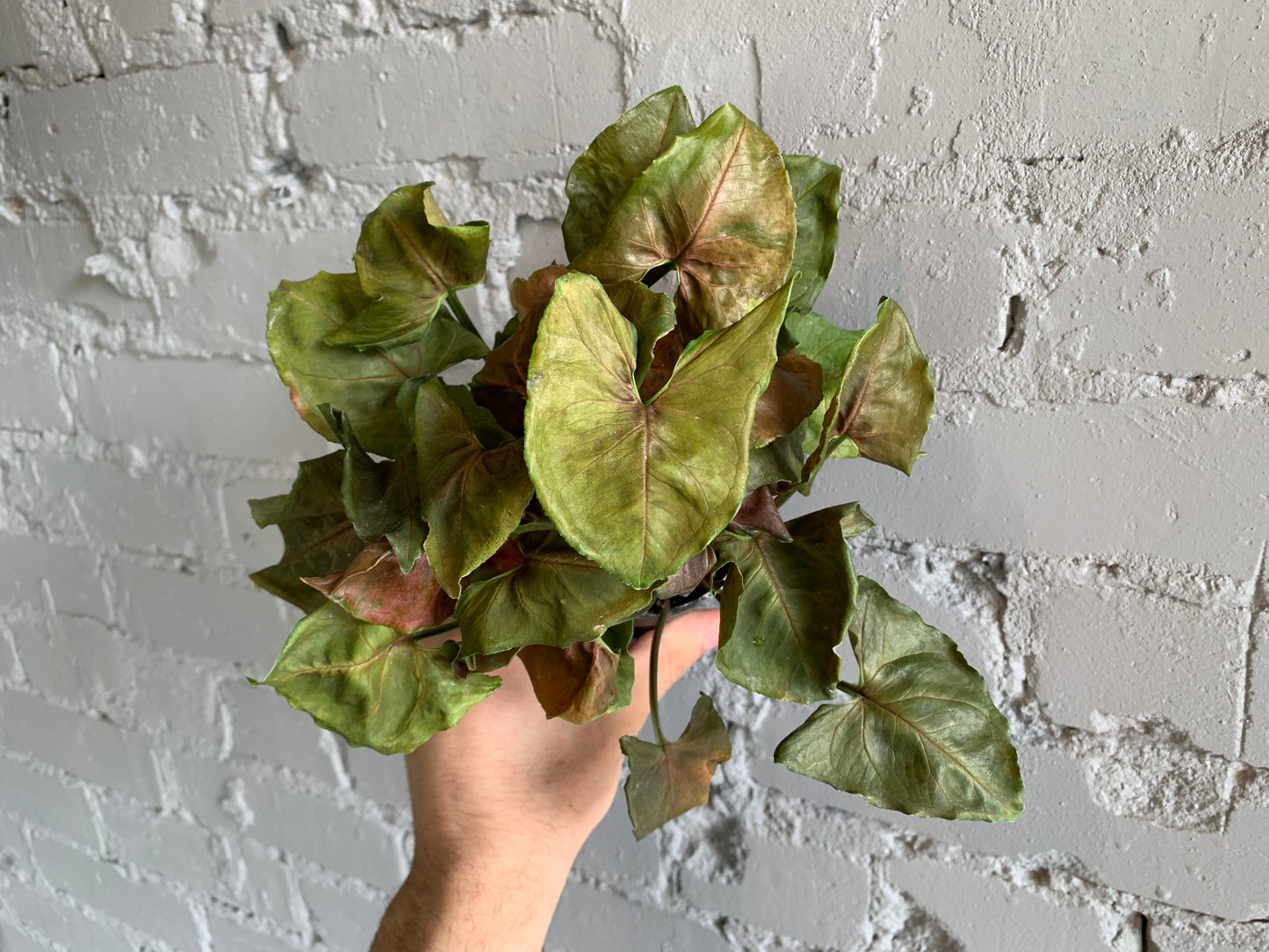 Red Arrowhead Syngonium 3.5"