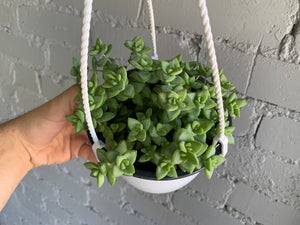 String of Buttons 6" Hanging Basket