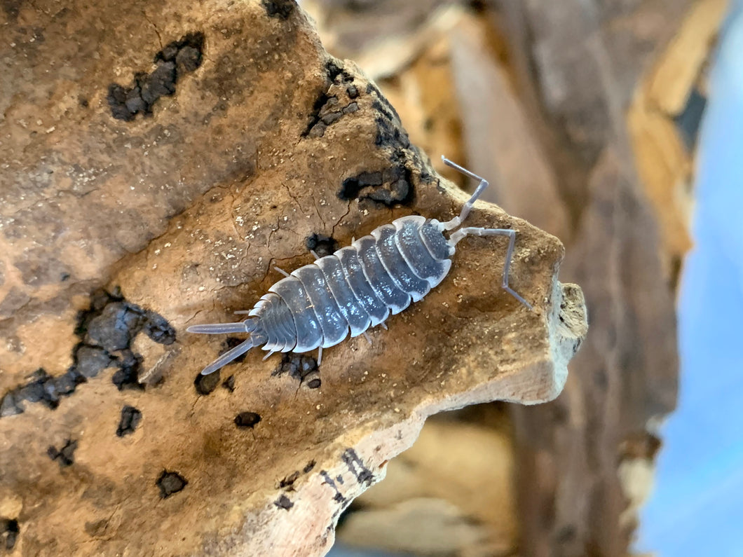 Porcellio hoffmannseggii