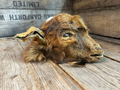 Mummified Goat Head