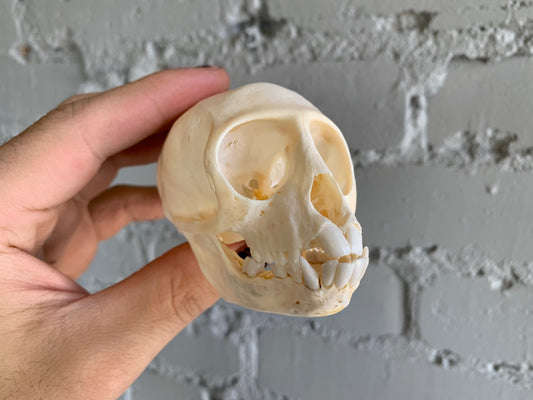 Vervet Monkey Skull (Juvenile)