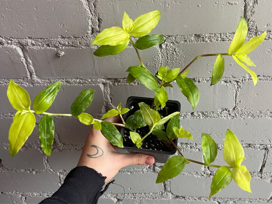 Tradescantia fluminensis ‘Gold Wing’ 2.5”