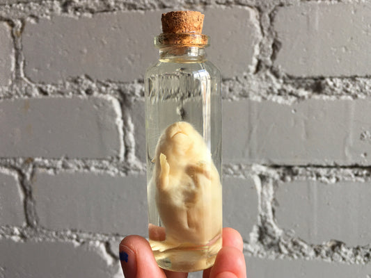 Pinky Mouse Wet Specimen