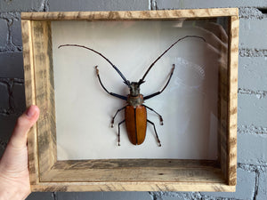Framed Giant Longhorn Beetle