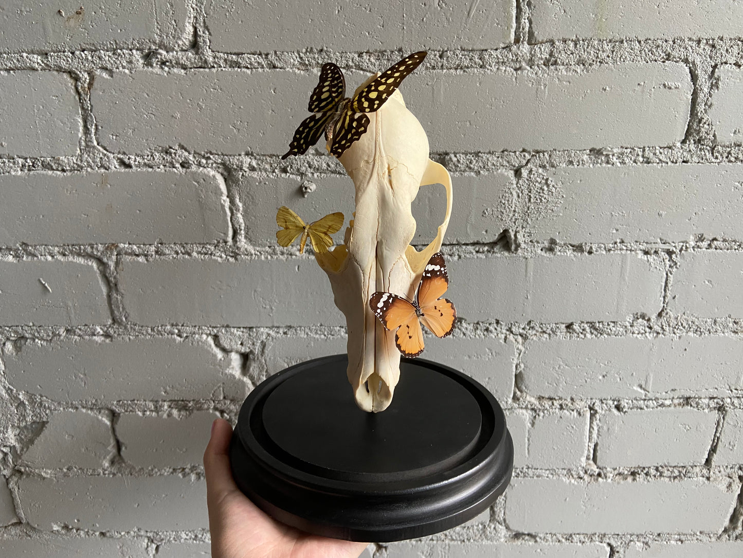 Bell Jar Display - Coyote Skull