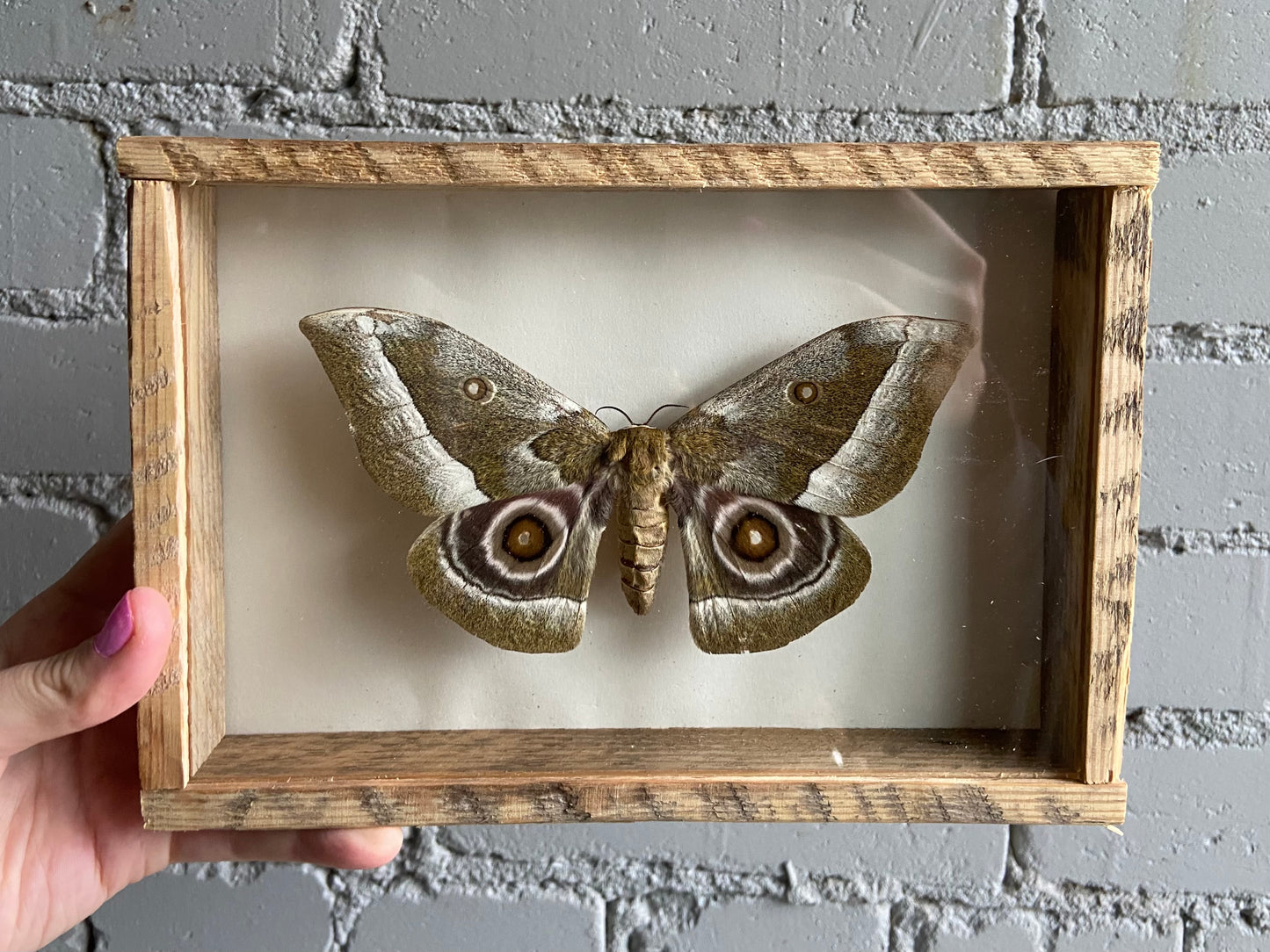 Framed Columbia Silkmoth (Male)