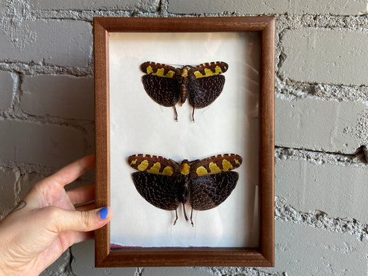 Framed Katydids