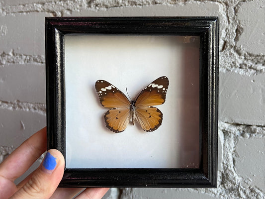 Framed African Monarch