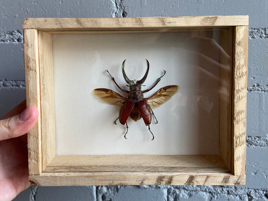 Framed Beetle