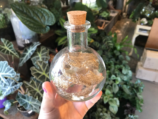 Snake Skin Vile