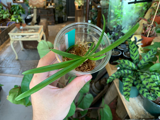 Vanda coerulescens