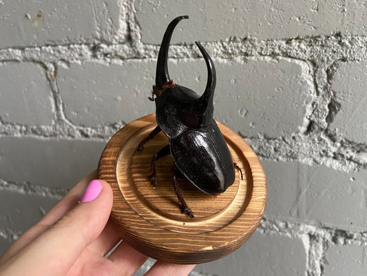 Rhino Beetle in Bell Jar