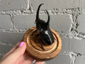 Rhino Beetle in Bell Jar