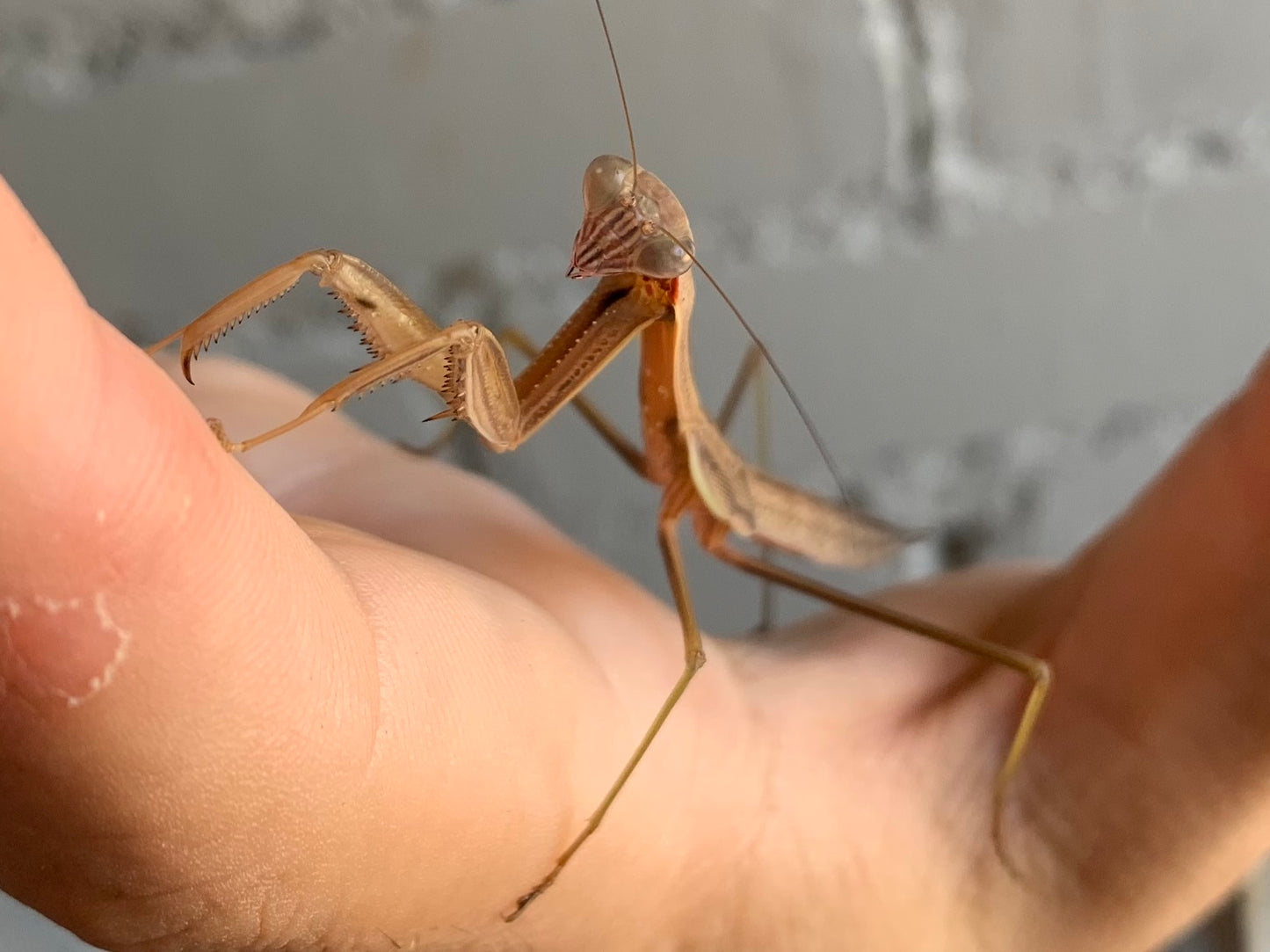 Chinese Praying Mantis (Female)