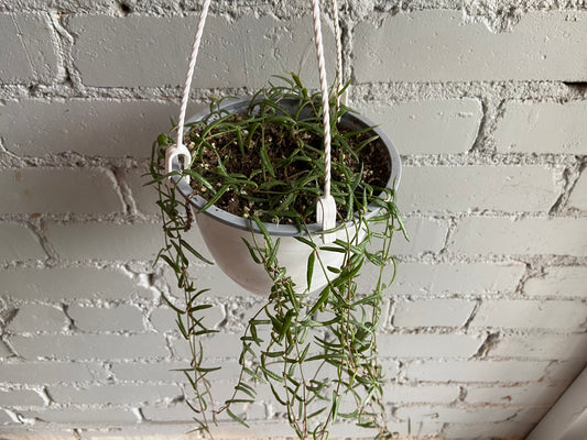 String of Needles 6” Hanging Basket