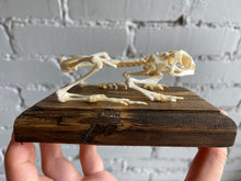 Asian Common Toad Skeleton