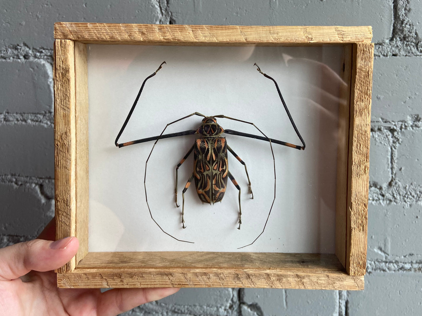 Framed Harlequin Beetle