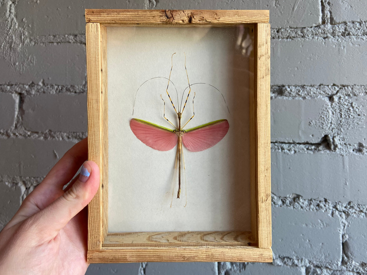 Framed Stick Insect