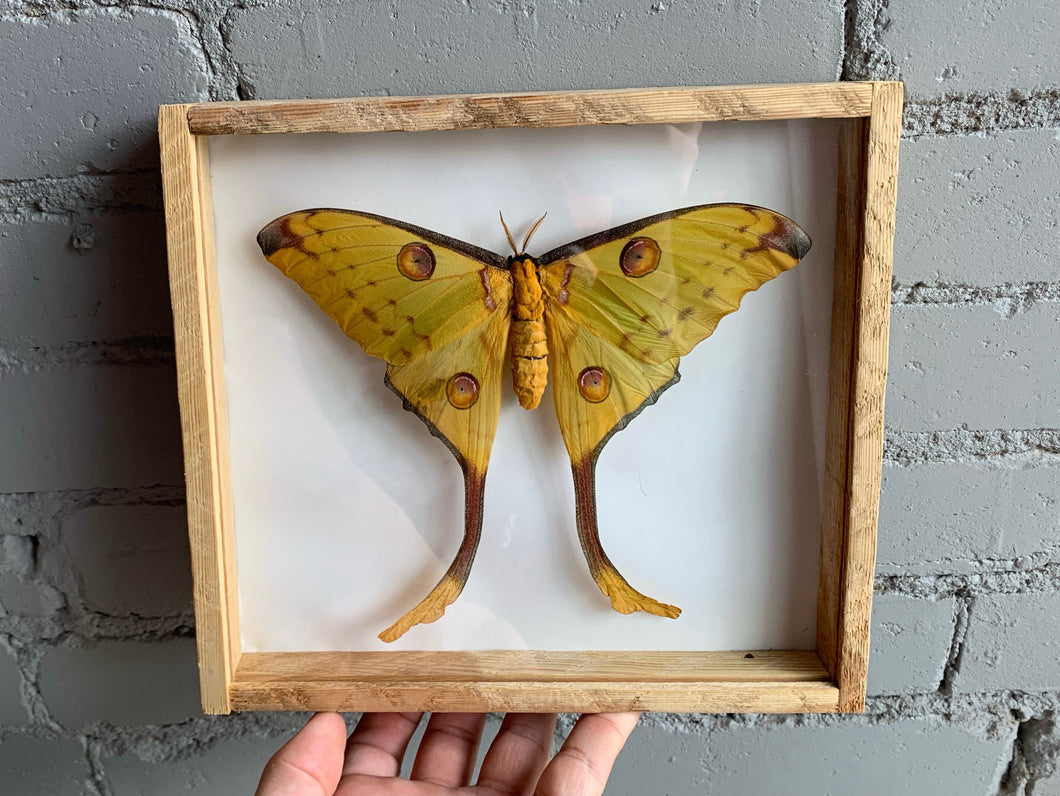 Framed Comet Moth (Female)