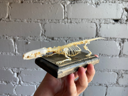 Shrew Skeleton