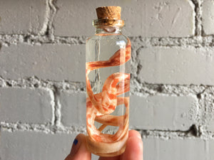Corn Snake Wet Specimen