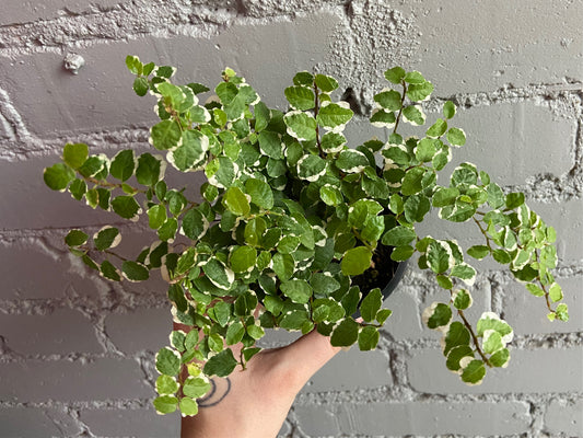 Ficus pumila Variegated 3.5"