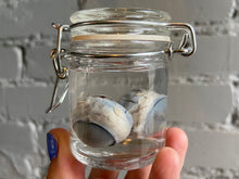 Eyeball Wet Specimen