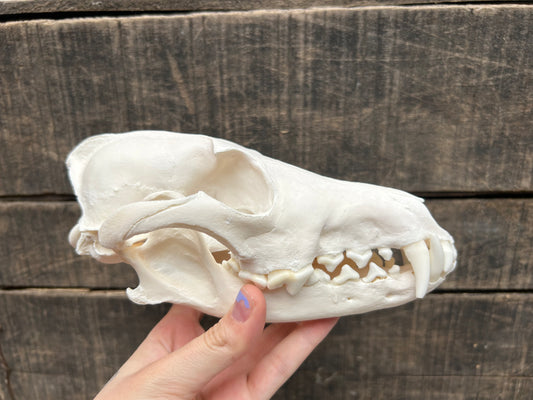 Coyote Skull