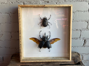 Framed Actaeon Beetles