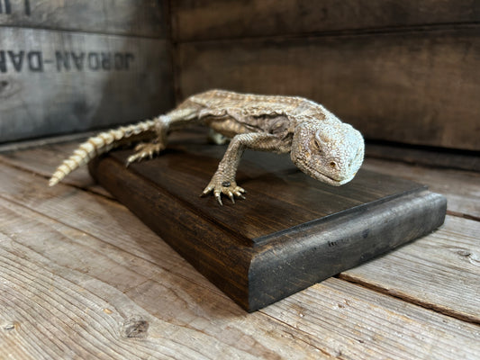 Mummified Uromastyx