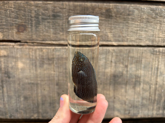 Fish Wet Specimen