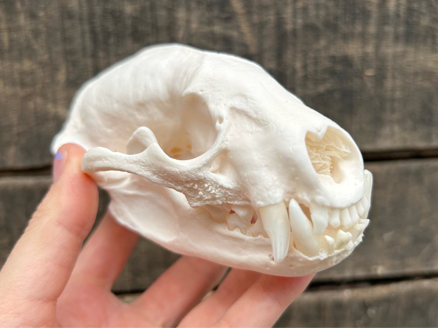 Badger Skull