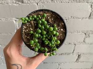 String of Pearls 3.5"