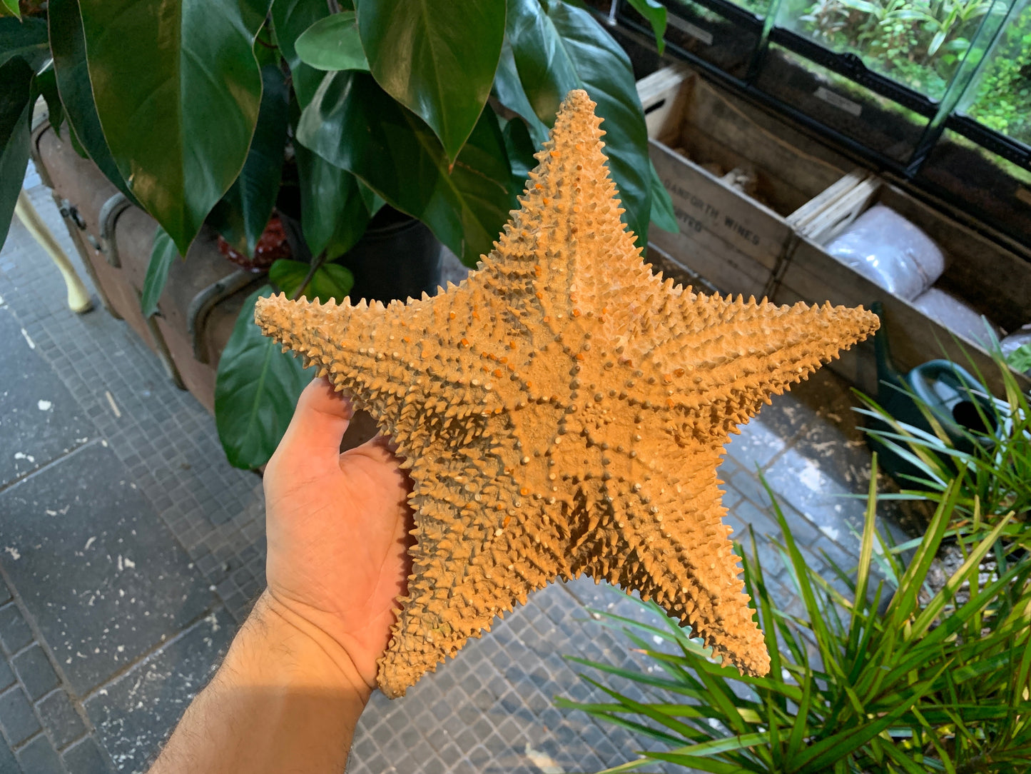Preserved Starfish