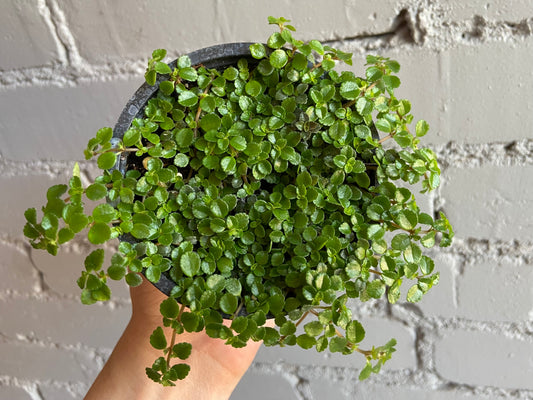 Pilea ‘Tiny Tears’ 3.5”