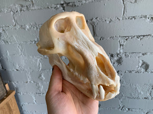 Chacma Baboon Skull