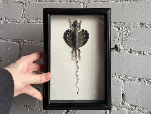 Framed Flying Dragon