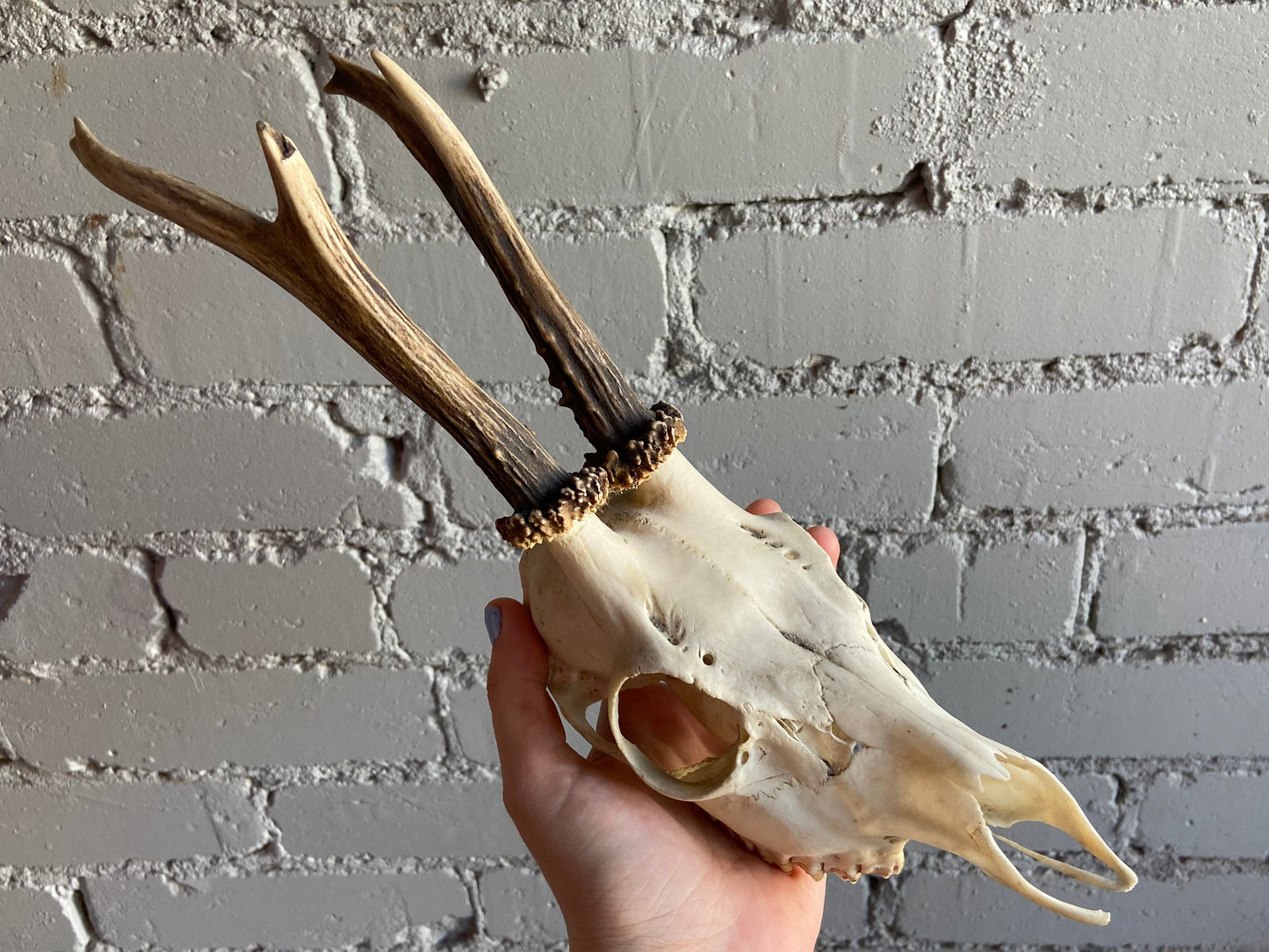 Roe Deer Skull
