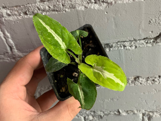 Syngonium wenlandii 2.5”