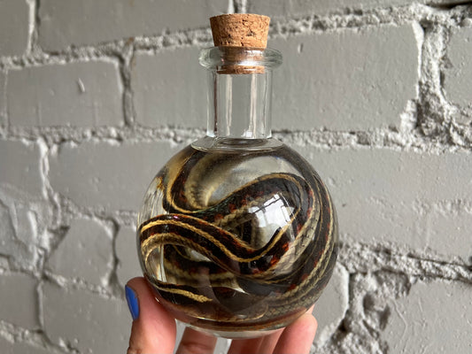 Garter Snake Wet Specimen