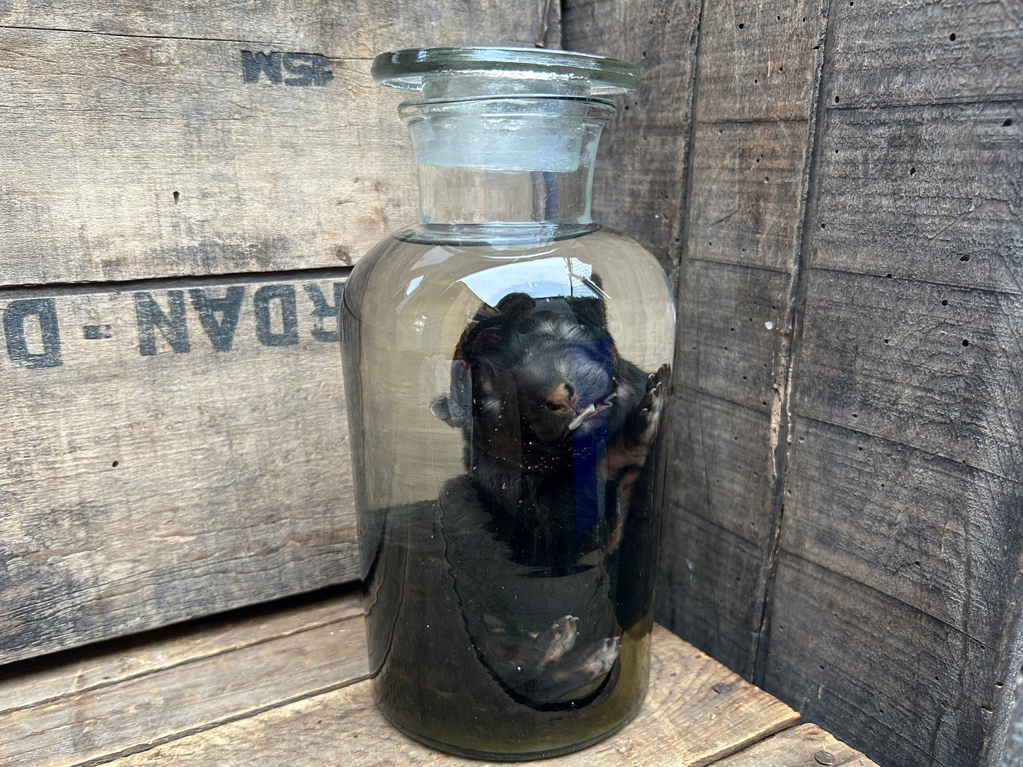 Fetal German Shepherd Wet Specimen